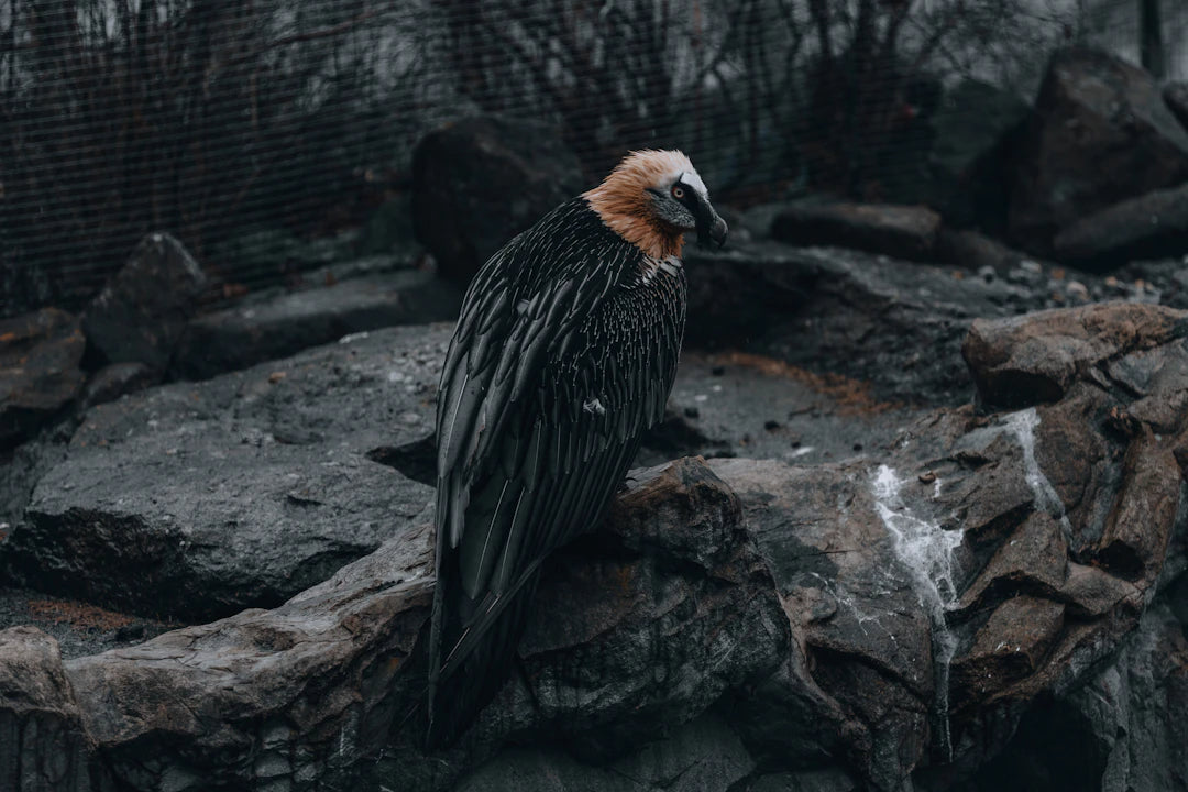 Doğal Kaş Laminasyonu ile Kalıcı Şekillendirme Deneyimi